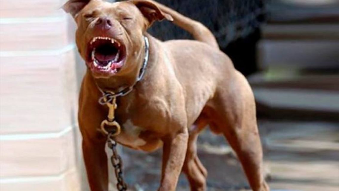 Una vez m�s y van: pitbulls atacaron a un nenito de 5 a�os y lo dejaron grave