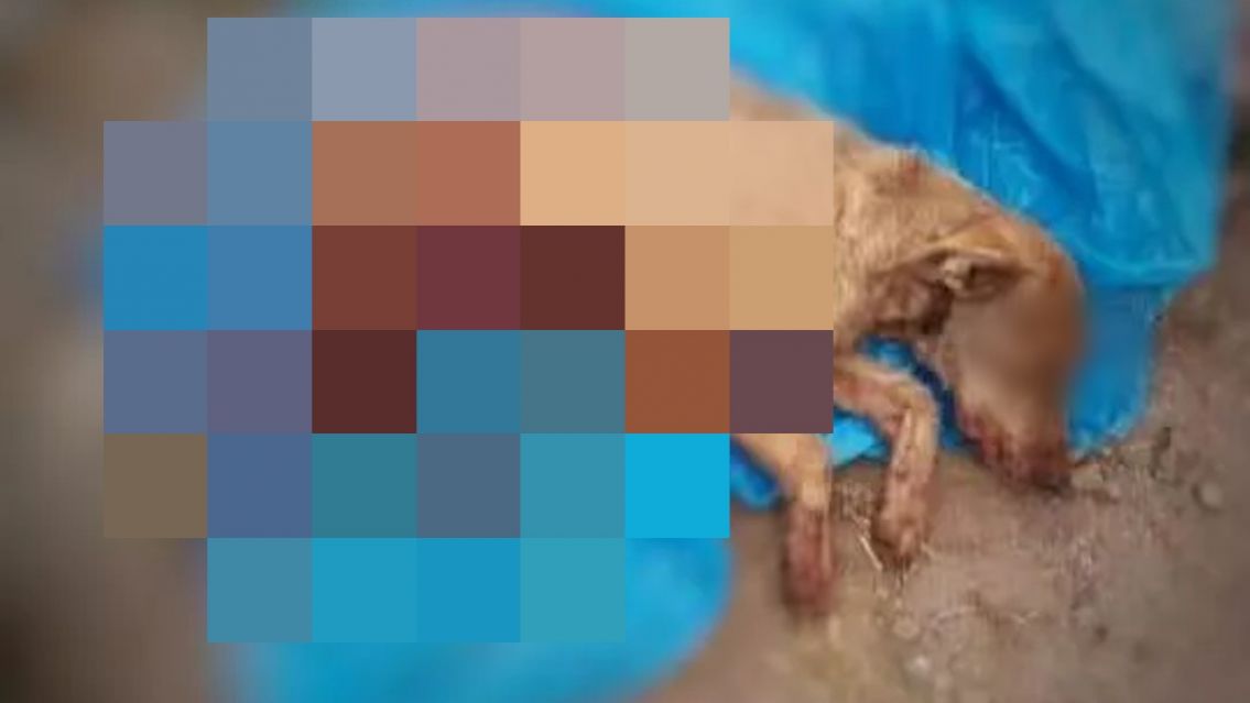 Espanto: estaban drogados y mataron a un perro a sangre fr�a