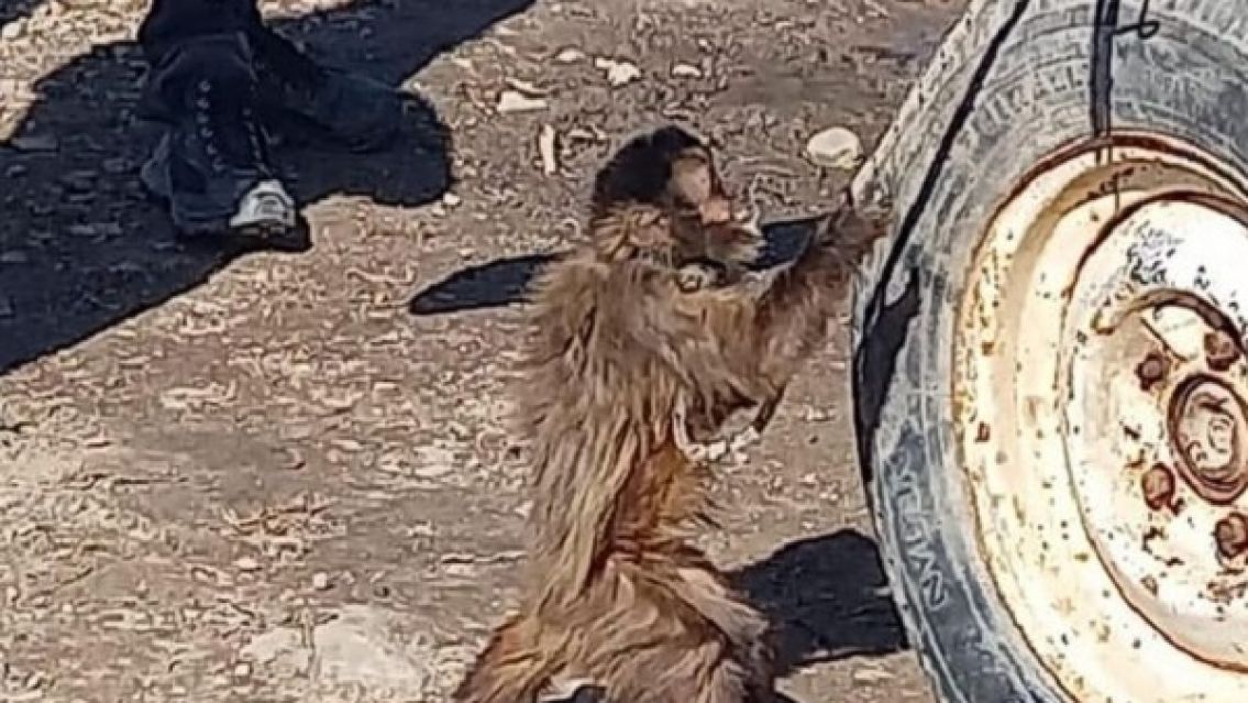 Rescataron a una mona en Jujuy: la tenían atada para que no se mueva