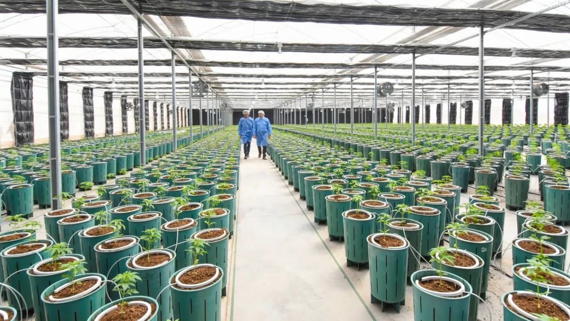 Jujuy ya cuenta con aval de la ANMAT para su planta industrial de cannabis