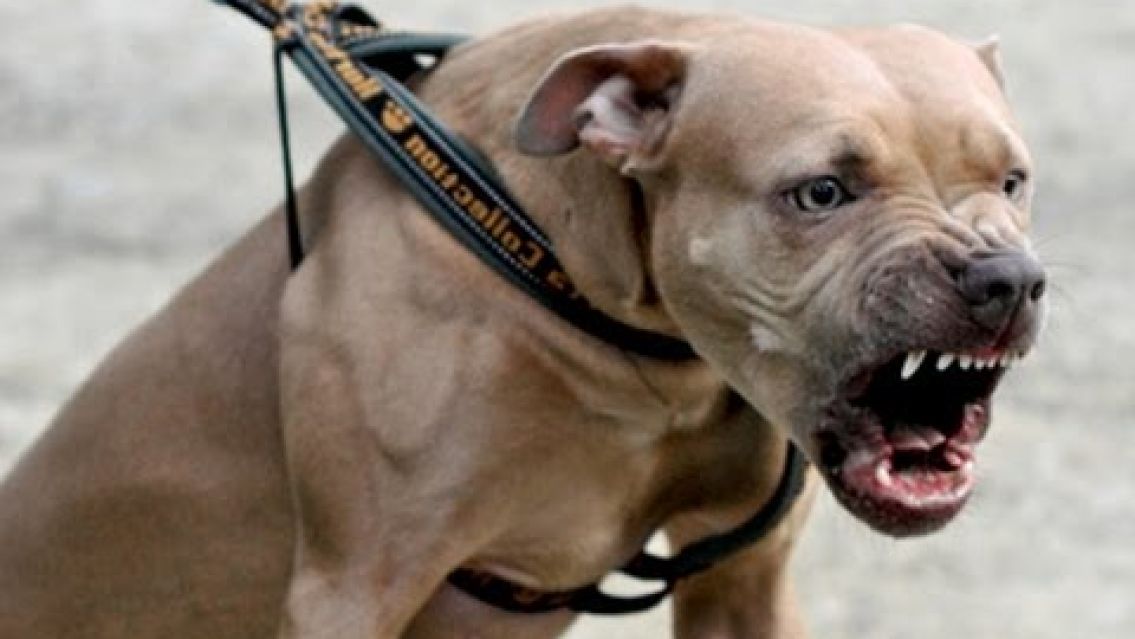 Un pitbull casi le arranca la pierna a un adolescente de 13 a�os que habr�a intentado robar una bicicleta: est� grave