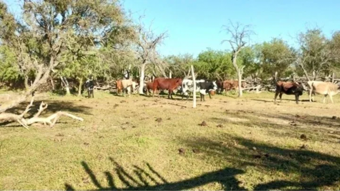 El extra�o fen�meno de "los chupavacas", desaparecieron m�s de 30 vacunos