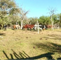 El extraño fenómeno de "los chupavacas", desaparecieron más de 30 vacunos