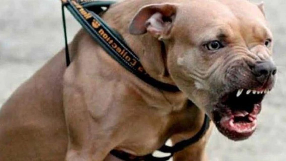 Un pitbull mató a una nena de 10 años y detuvieron a su dueño
