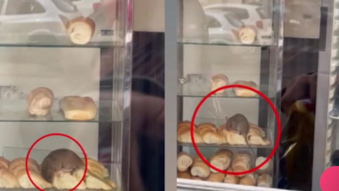Una rata apareci� comiendo las medialunas de una famosa panader�a: todos quedaron asqueados