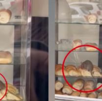 Una rata apareció comiendo las medialunas de una famosa panadería: todos quedaron asqueados