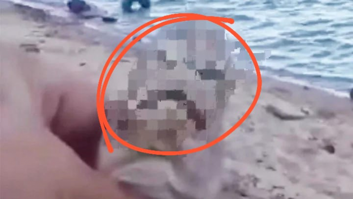 ¿Está "enojado"? La rara especie de pez que encontraron en el Río Paraná