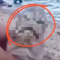 ¿Está "enojado"? La rara especie de pez que encontraron en el Río Paraná