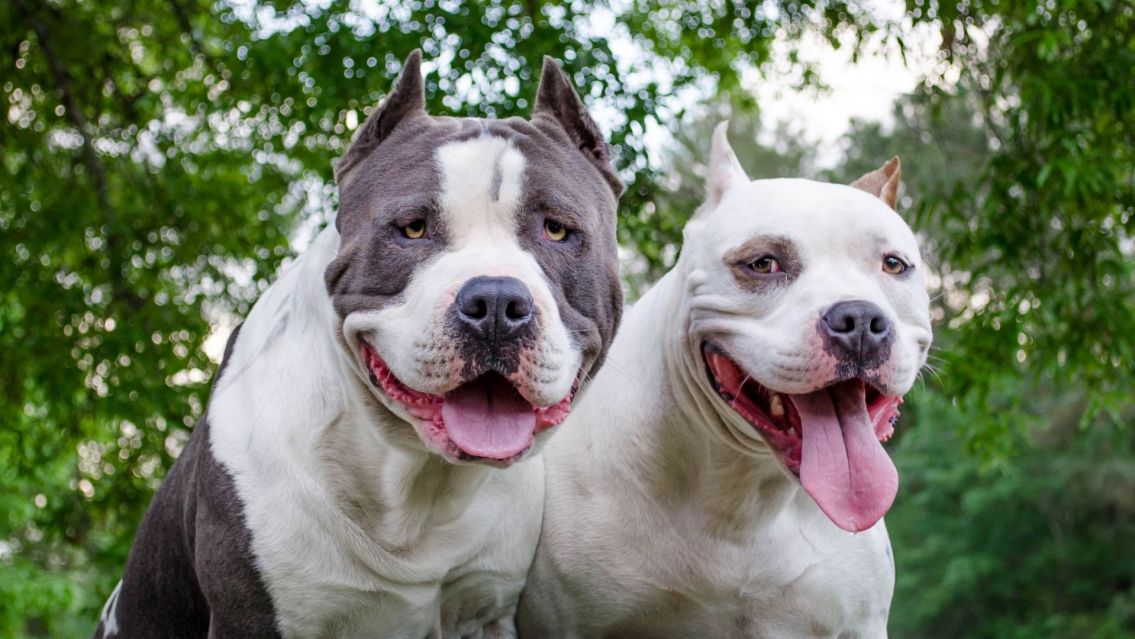CONMOCI�N: Pitbulls atacaron a dos ni�os y los dejaron sin vida en frente de su madre