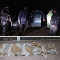 Tres detenidos por asesinar vicuñas: tenían el baúl del auto lleno de sangre