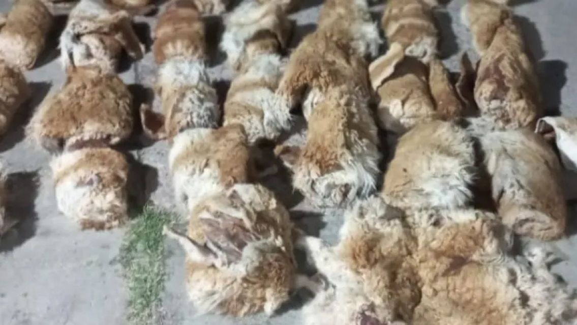 Hallaron 23 vicu�as asesinadas en Jujuy: les arrancaron la piel