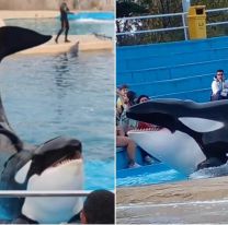 "Está demacrada": activistas reclamaron que liberen a la orca de Mundo Marino 