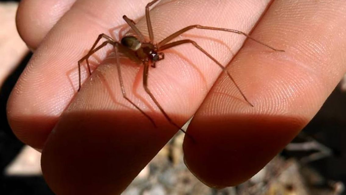 Dolor por la muerte de una beba: le picó una "araña de rincón"