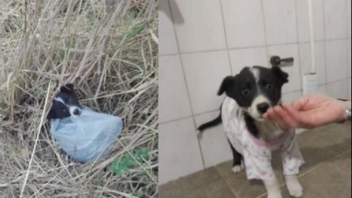 Jujeños buscan hogar para una perrita que fue abandonada en una bolsa