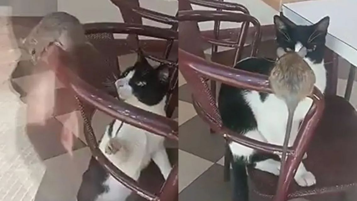 Apareció una rata en una conocida heladería y la excusa del dueño indignó a todos