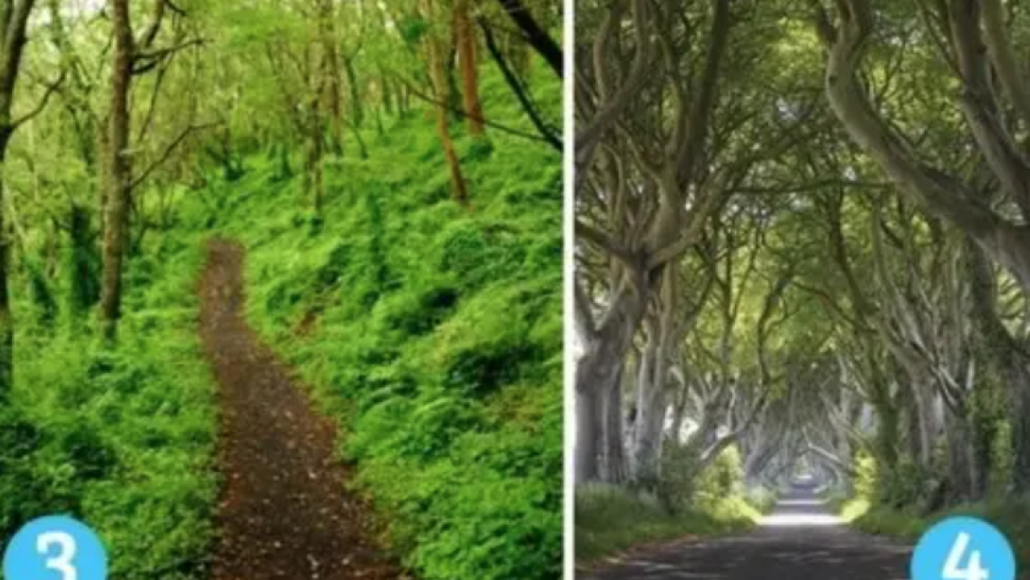 Test de personalidad: elegí uno de estos caminos y te diremos cómo sos