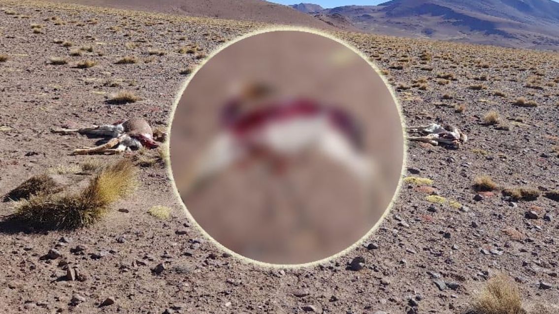 Continúa la masacre de vicuñas en Jujuy: cacería furtiva