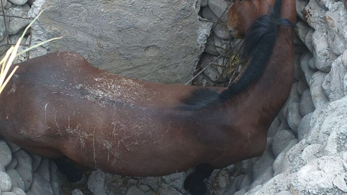 Minutos de desesperación y nervios: así rescataron a un caballo que se cayó a un pozo en Jujuy