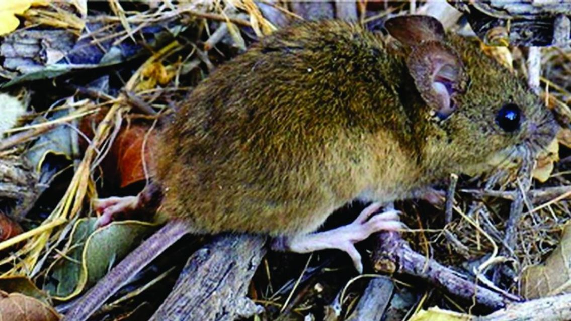 Preocupación en todo el norte por un nuevo brote de hantavirus
