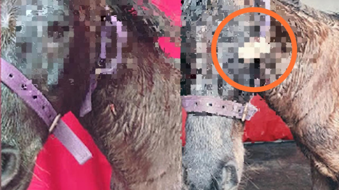 Indignaci�n con la tracci�n a sangre. Abortos, desnutrici�n y desprendimiento de ojos