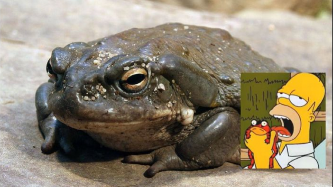 "Sapo alucinógeno": Especialistas piden no lamer el cuerpo del anfibio