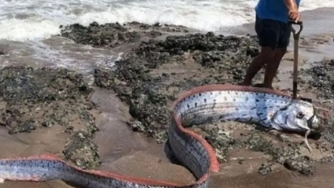 Volvió a aparecer el pez que anuncia el fin del mundo: Hay pánico en Chile