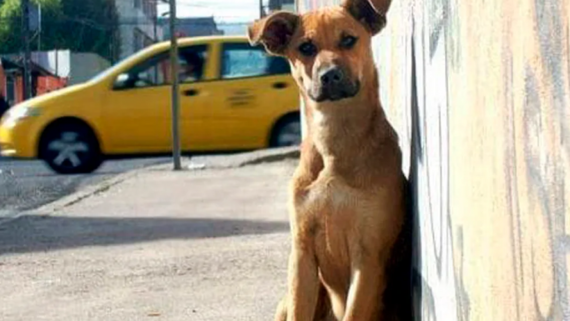 Planes sociales para perros callejeros: El proyecto que abrió una nueva discusión