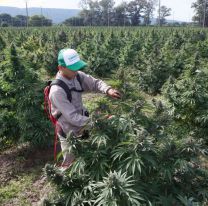 Jujuy sigue desarrollando la industria del cannabis con nuevos proyectos