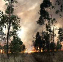 Parecía el infierno: las impactantes imágenes del incendio en Salta y Jujuy