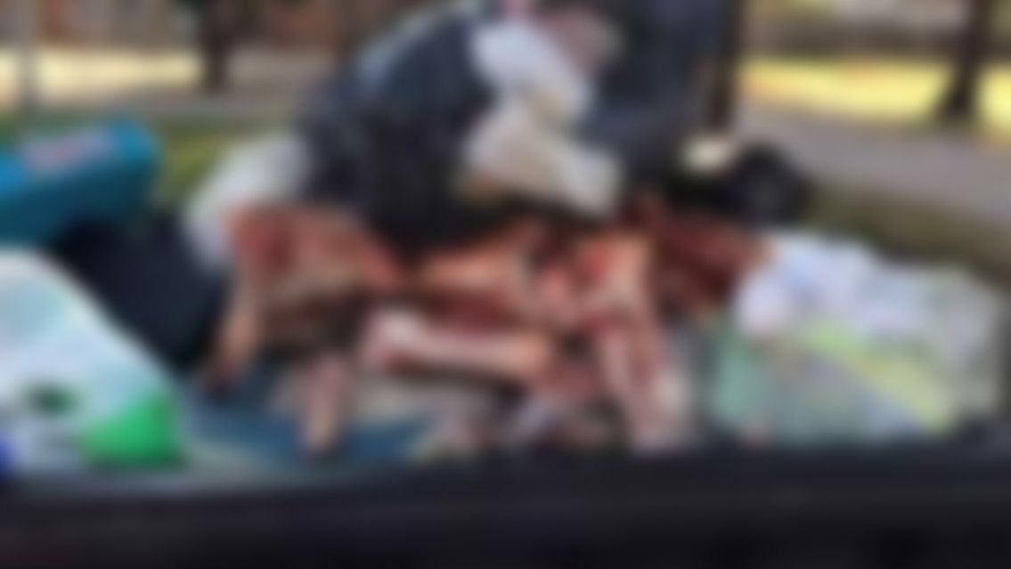Jujeños sacaron la basura y quedaron aterrados con lo que encontraron