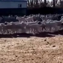 Filmaron ovejas caminando en círculo y nadie sabe porqué: "Están sanas"