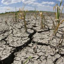 Gravé sequía en Jujuy provoca la muerte de animales y cultivos