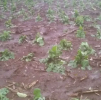 Jujuy perdió más de 2 mil hectáreas de tabaco por el granizo