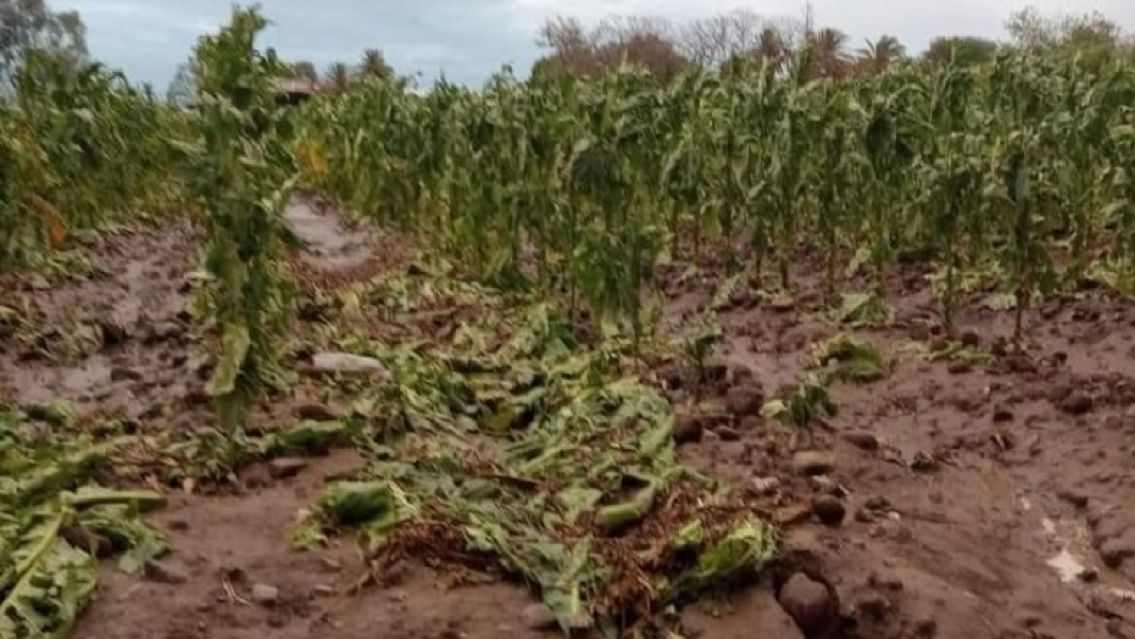 Tabacaleros juje�os lanzaron 80 cohetes para que no llueva pero no funcion�