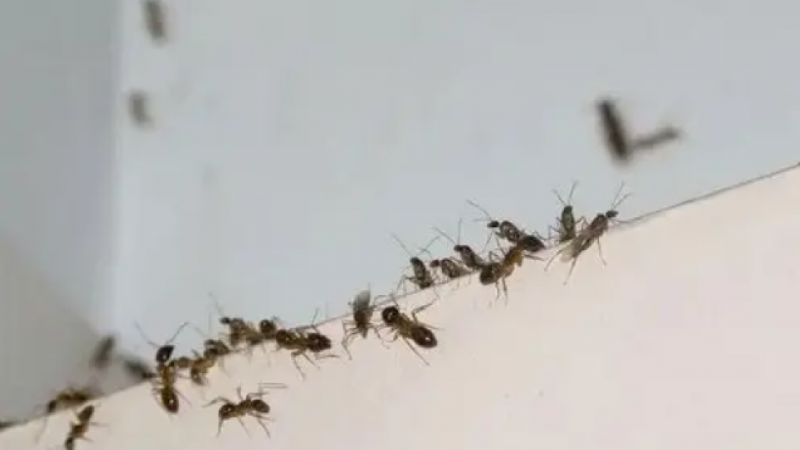 Invasión de hormigas voladoras: Cómo combatirlas