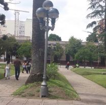 Muerte en plaza Belgrano: perrito tocó un faro de luz y se electrocutó