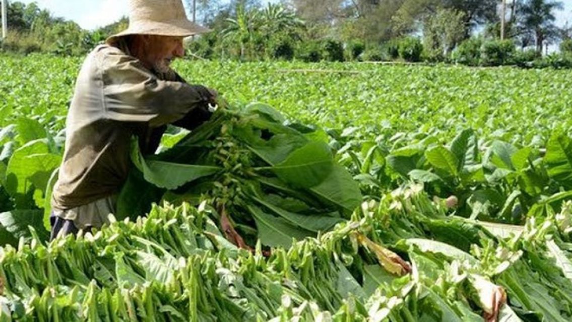 Tabacaleros en crisis por las demoras en el Fondo Especial del Tabaco