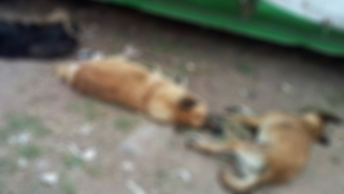 Perritos aparecieron muertos en Jujuy: denuncian que fueron envenenados