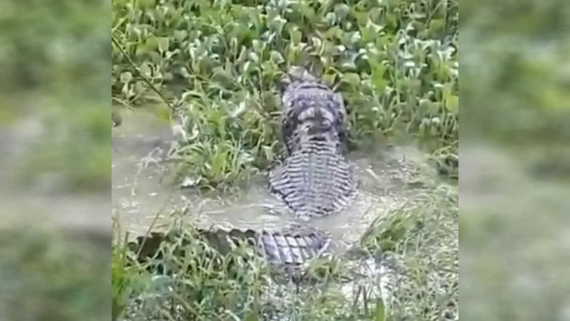 [VIDEO] Encontraron un caim�n en Palpal� y se pegaron flor de susto
