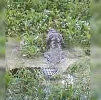 [VIDEO] Encontraron un caimán en Palpalá y se pegaron flor de susto