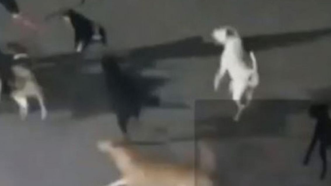 Una jauría de perros mató a un nenito mientras su madre intentaba salvarlo