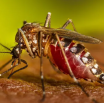 El Ministerio de Salud emitió alerta por dengue y chikungunya