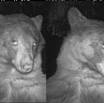 Un oso se sacó 400 selfies con una cámara de vida silvestre y cautivó a todos en las redes