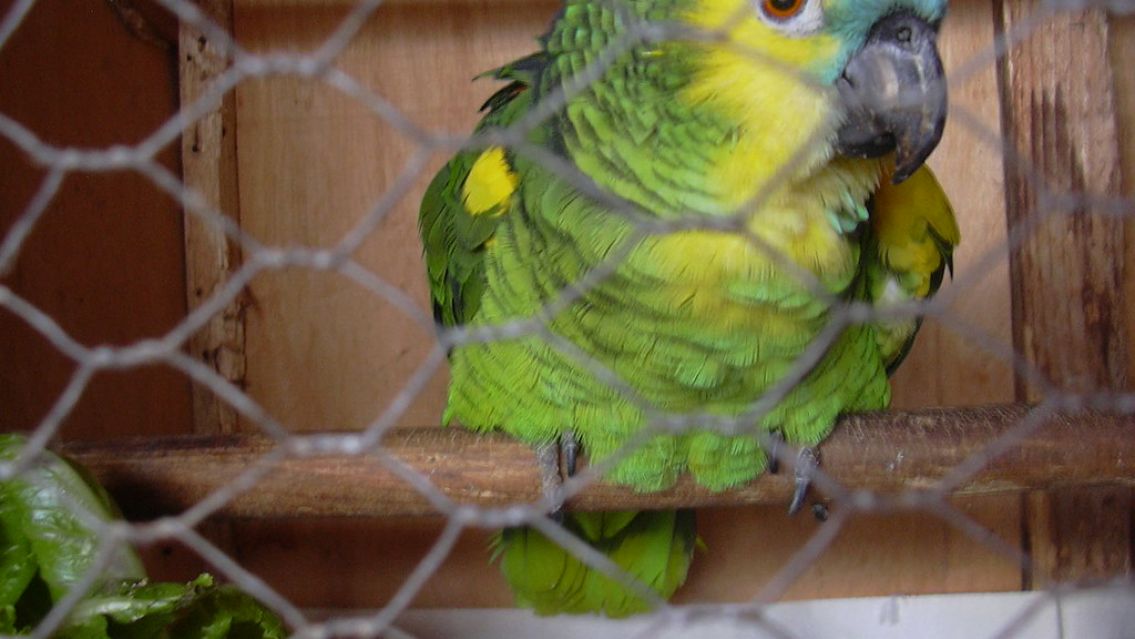 Llevaron un loro a su casa y ahora tienen a la familia internada: uno est� grave