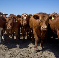 Jujeño perdió 23 vacas y ofrece una fortuna para que se las devuelvan: Vivas