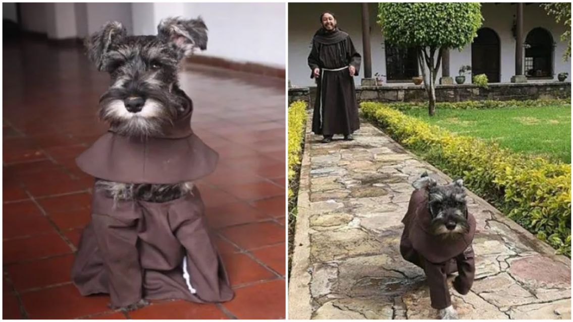 Lo encontraron en la calle y ahora es perrito franciscano: vive en el convento