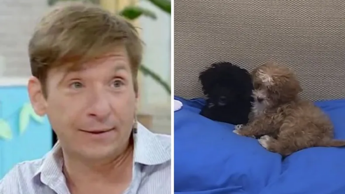 Así sacrificarán a los perritos de Gran Hermano, "les queda una o dos semanas"