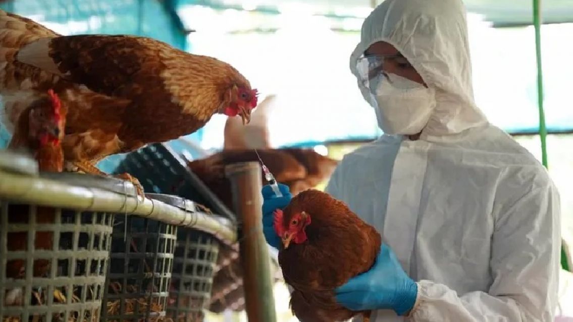 Gripe aviar en Jujuy: se supo de donde llegan las aves infectadas