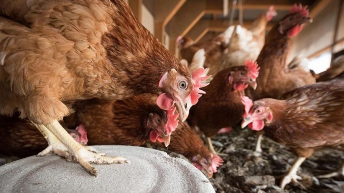 Gripe Aviar en Jujuy: el SENASA extrema medidas para frenar la propagación