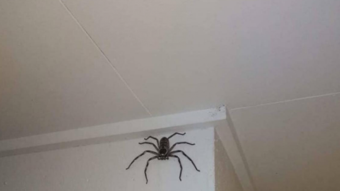 Se supo que significa cuando las arañas entran al hogar y por qué no hay que matarlas